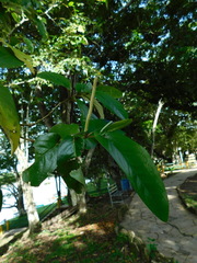 Piper tuberculatum