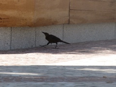 Quiscalus mexicanus