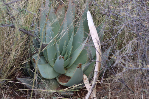 Image of Aloe hereroensis by (c) amantedarmanin, some rights reserved (CC BY)