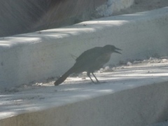 Quiscalus mexicanus