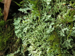 Cladonia ceratophylla