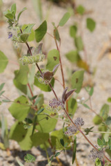 Trichostema oblongum
