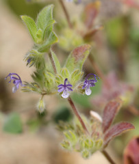 Trichostema oblongum