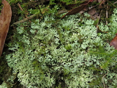 Cladonia ceratophylla