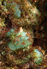 Dictyosphaeria cavernosa