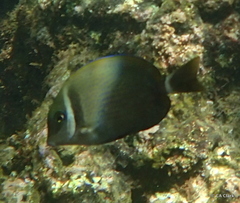 Acanthurus leucopareius