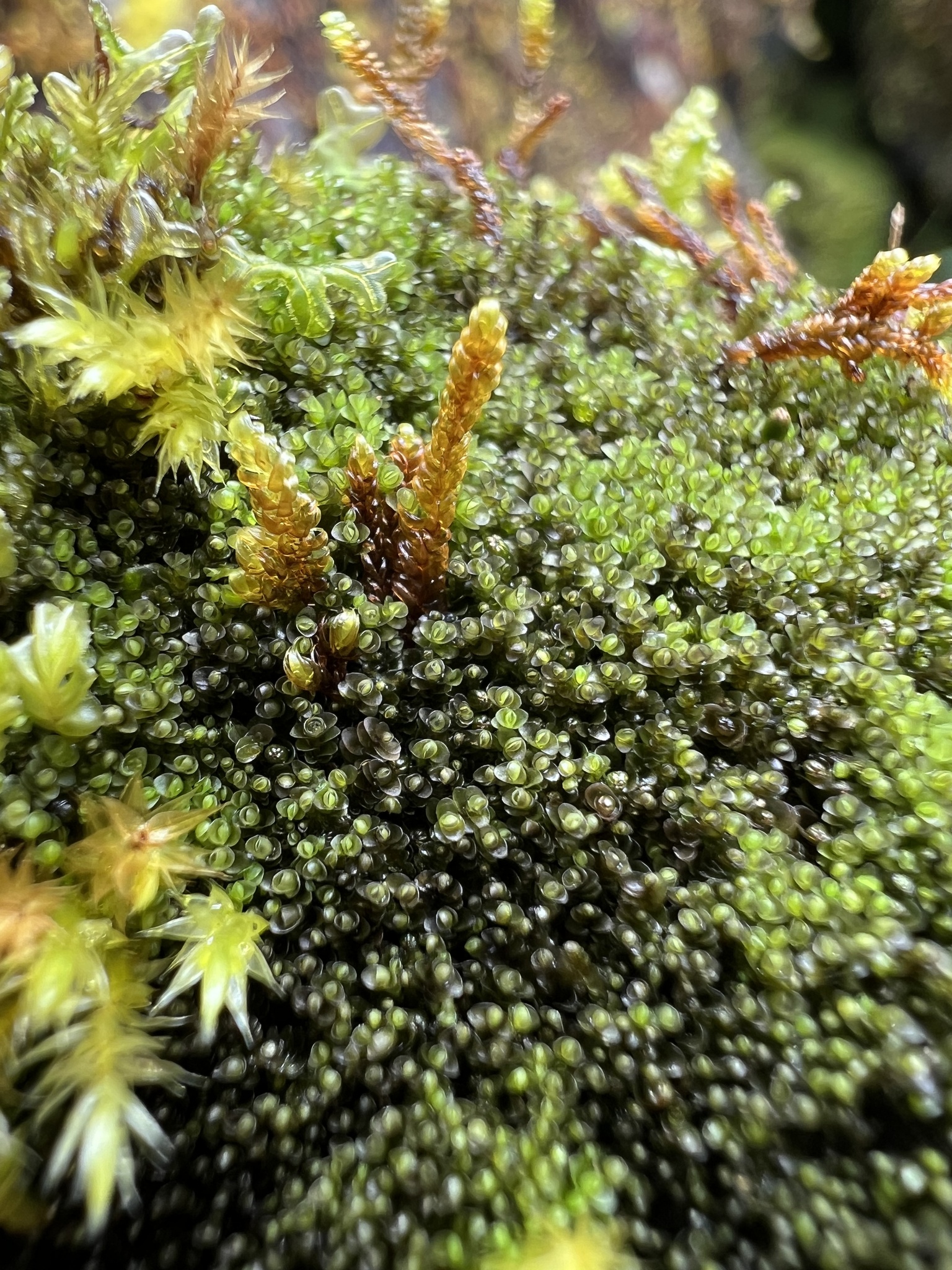 Solenostoma confertissimum