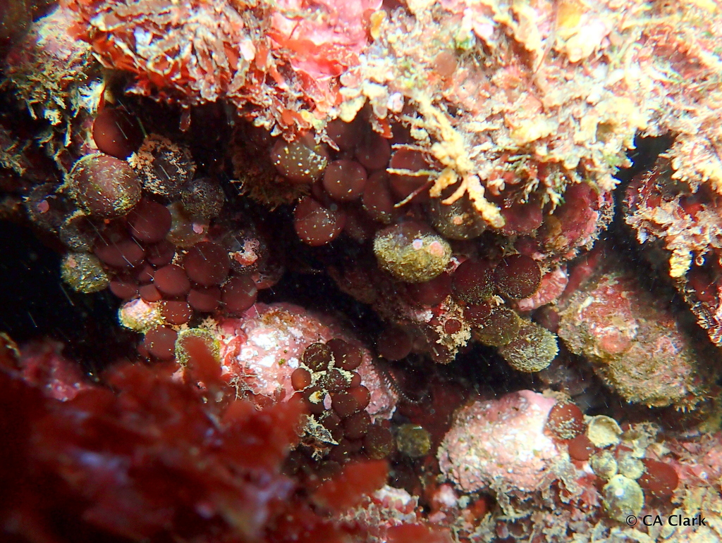 Botryocladia skottsbergii