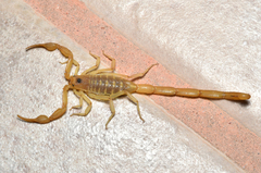 Centruroides exilicauda