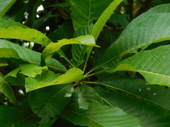 Alseis yucatanensis