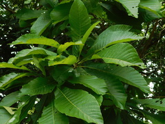 Alseis yucatanensis