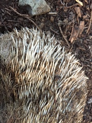 Atelerix