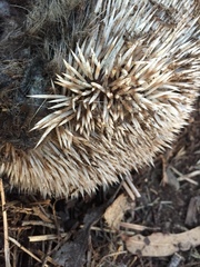 Atelerix