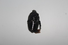 Hologymnetis cinerea