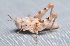 Cibolacris parviceps