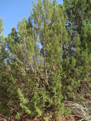 Juniperus pinchotii