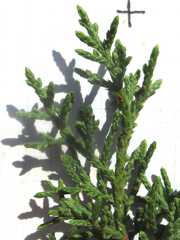 Juniperus pinchotii