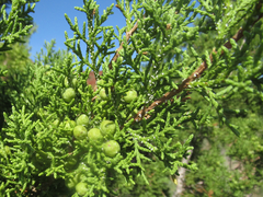Juniperus pinchotii