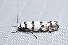 Ethmia phoenicura