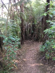 Melicytus ramiflorus ramiflorus