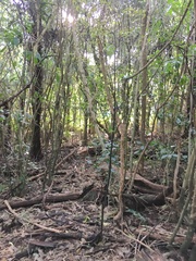 Melicytus ramiflorus ramiflorus