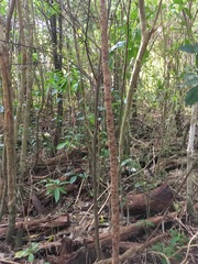 Melicytus ramiflorus ramiflorus