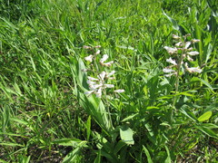 Penstemon pallidus