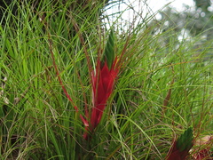 Tillandsia punctulata