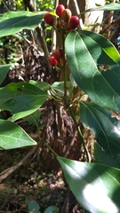 Magnoliopsida