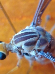 Leptotarsus huttoni
