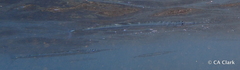 Platybelone argalus