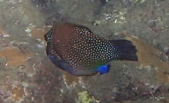 Canthigaster amboinensis