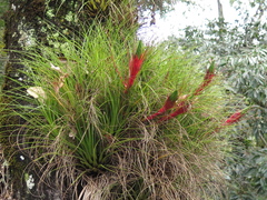 Tillandsia punctulata