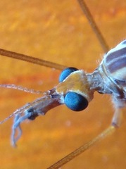Leptotarsus huttoni