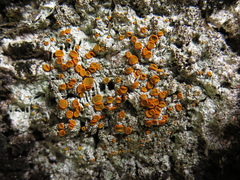 Brigantiaea leucoxantha