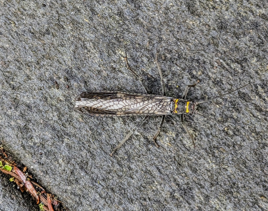 Giant Stoneflies and Salmonflies from Sequim, WA 98382, USA on April 20 ...