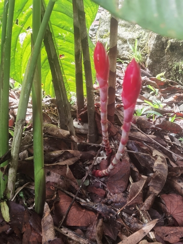 Costus stenophyllus, photograph 4