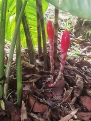 Costus stenophyllus, photograph (c) Eduardo Chacón Madrigal, some rights reserved (CC BY)
