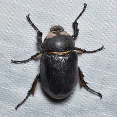 Megasoma thersites · iNaturalist