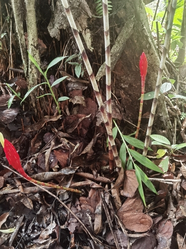 Costus stenophyllus, photograph 5
