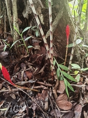 Costus stenophyllus, photograph (c) Eduardo Chacón Madrigal, some rights reserved (CC BY)