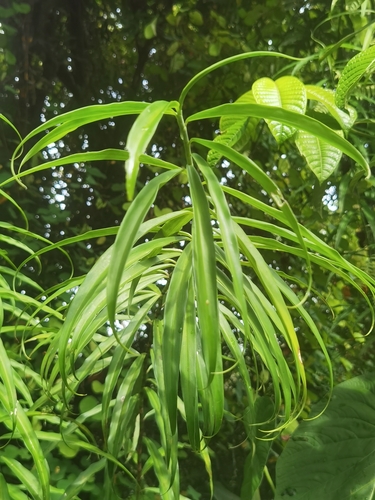 Costus stenophyllus, photograph 6