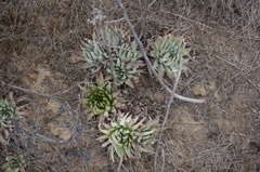 Dudleya virens insularis