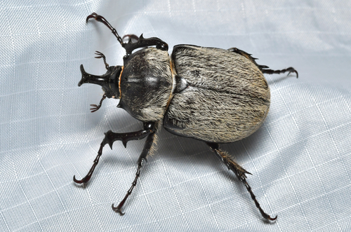 Megasoma thersites LeConte, 1861