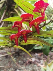 Columnea raymondii