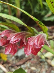 Columnea raymondii, photograph (c) Eduardo Chacón Madrigal, some rights reserved (CC BY)