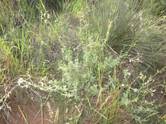 Oenothera cinerea cinerea