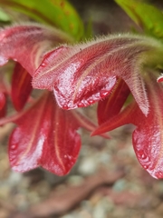 Columnea raymondii, photograph (c) Eduardo Chacón Madrigal, some rights reserved (CC BY)
