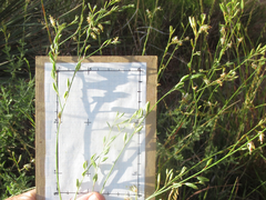 Oenothera cinerea cinerea