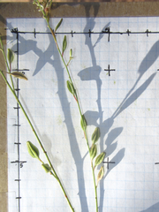 Oenothera cinerea cinerea